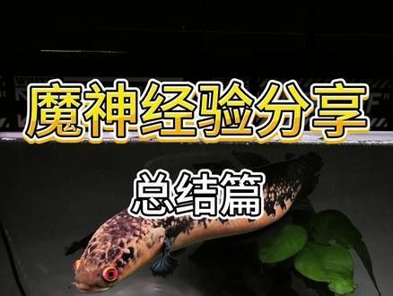 森塔倫黃魔神雷龍魚(yú)
