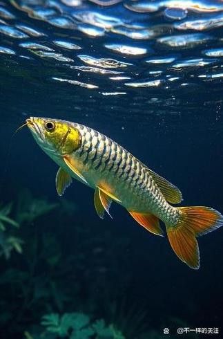 金龍魚圖片大全大圖霸氣頭像高清