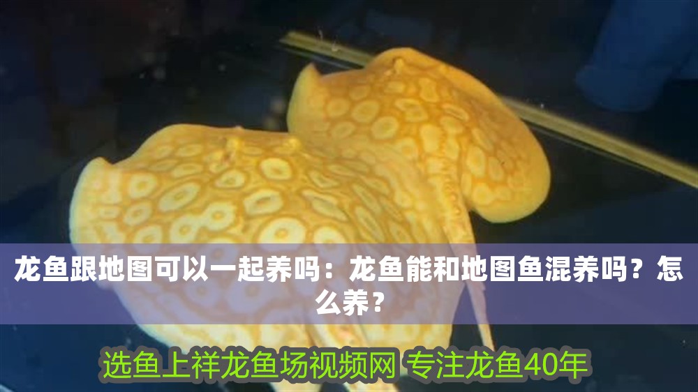 龍魚跟地圖可以一起養嗎：龍魚能和地圖魚混養嗎？怎么養？