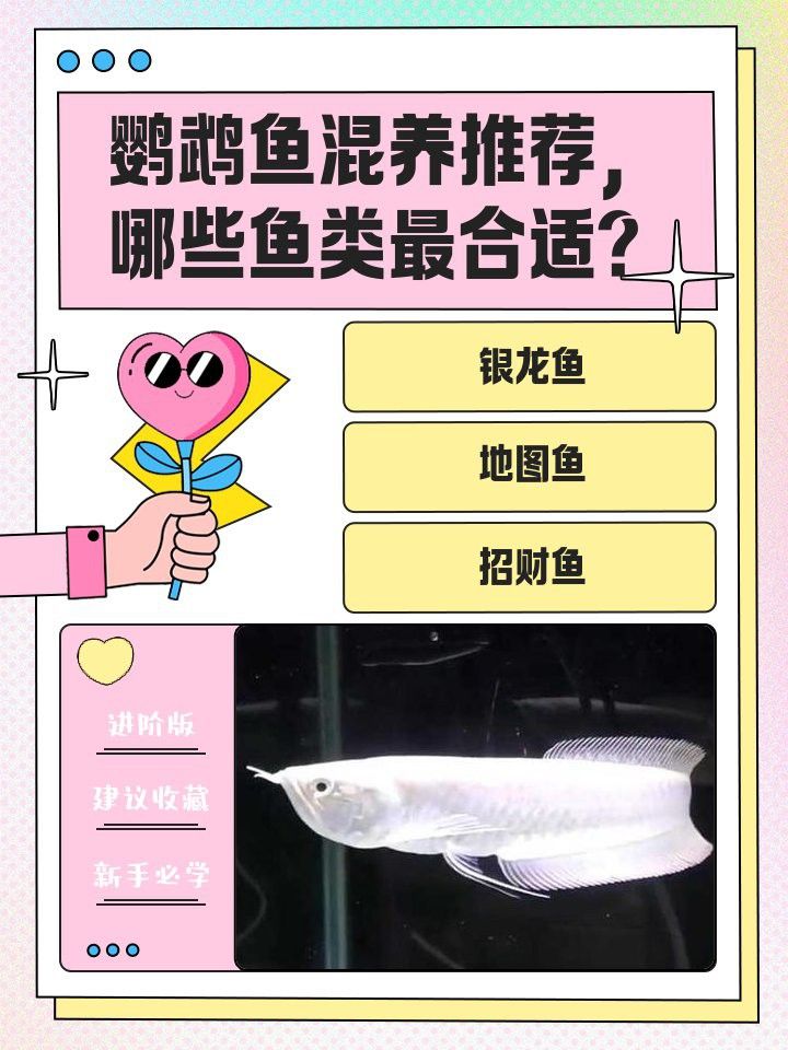 如何選擇與龍魚混養的鸚鵡魚