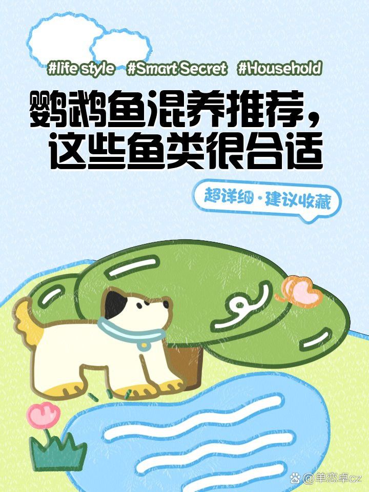 如何選擇與龍魚混養(yǎng)的鸚鵡魚