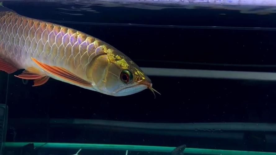 過背金龍魚發色階段圖解 過背金龍魚發色階段圖解 龍魚百科 第14張