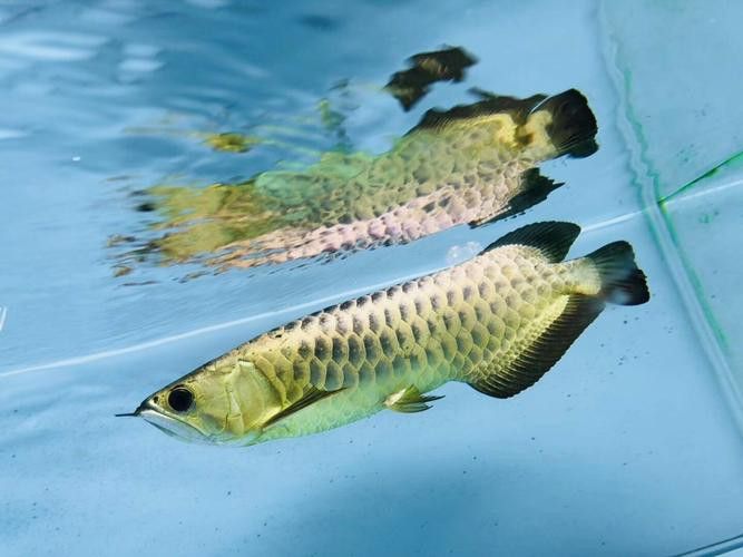 過背金龍魚發色階段圖解 過背金龍魚發色階段圖解 龍魚百科 第17張