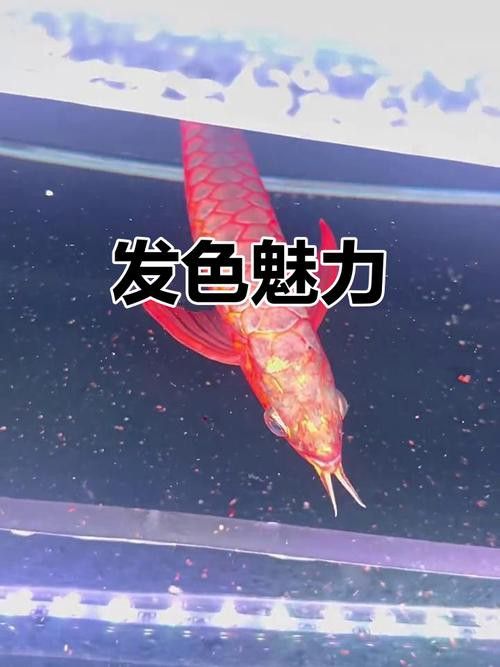 過背金龍魚發色階段圖解 過背金龍魚發色階段圖解 龍魚百科 第34張