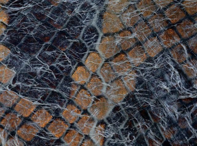 過背金龍魚發色階段圖解 過背金龍魚發色階段圖解 龍魚百科 第46張