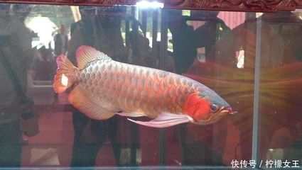 龍魚協會（中國漁業協會龍魚分會）
