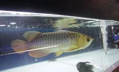 龍魚協會（中國漁業協會龍魚分會）