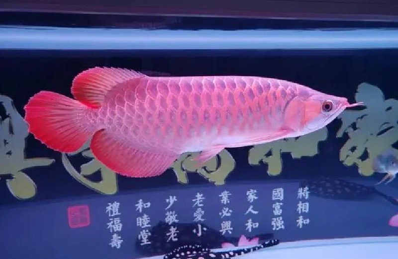 烏魚和龍魚哪個貴些呢 烏魚和龍魚哪個貴些呢 龍魚百科 第13張