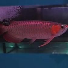 給龍魚喂活食物如何處理干凈：龍魚喂食活餌營(yíng)養(yǎng)搭配指南,龍魚活餌喂養(yǎng)對(duì)水質(zhì)影響