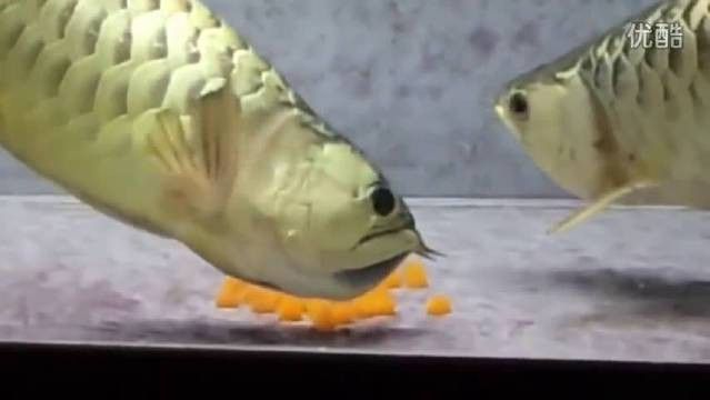 金龍魚繁殖技術教程
