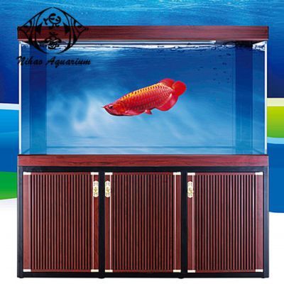 透明缸可以養龍魚嗎（透明缸可以養龍魚的，但有些條件和注意事項需要考慮）