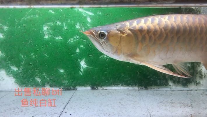 龍魚都有哪些（澳洲龍魚的飼養技巧，非洲龍魚的飼養技巧，）