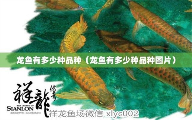 龍魚都有哪些（澳洲龍魚的飼養技巧，非洲龍魚的飼養技巧，）
