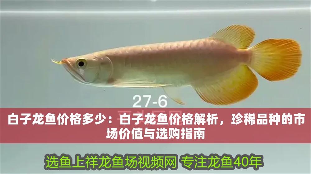 白子龍魚價格多少：白子龍魚價格解析，珍稀品種的市場價值與選購指南