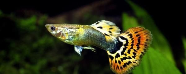 龍魚喂活食不吃魚食怎么辦