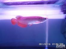 金龍魚(yú)30公分一般是養(yǎng)多久了【金龍魚(yú)30公分一般養(yǎng)多久了】