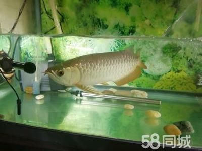 金龍魚(yú)30公分一般是養(yǎng)多久了【金龍魚(yú)30公分一般養(yǎng)多久了】