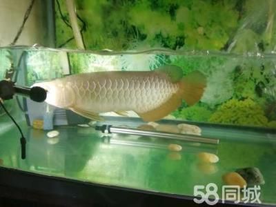 金龍魚(yú)30公分一般是養(yǎng)多久了【金龍魚(yú)30公分一般養(yǎng)多久了】