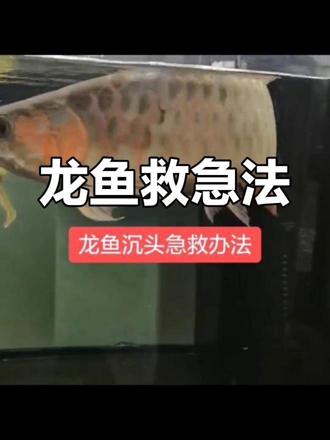 龍魚跳缸后多久會(huì)死亡？