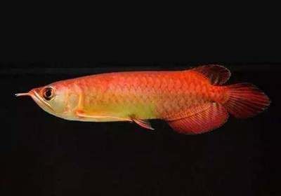 龍魚上色用什么燈光：關于龍魚上色燈光選擇的詳細信息 龍魚上色用什么燈光：關于龍魚上色燈光選擇的詳細信息 龍魚百科 第2張