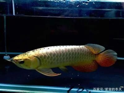 龍魚的價格與養殖的價格差多少錢：龍魚的價格與養殖價格差多少錢龍魚的價格差多少錢 龍魚的價格與養殖的價格差多少錢：龍魚的價格與養殖價格差多少錢龍魚的價格差多少錢 龍魚百科 第1張