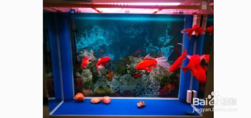 魚(yú)缸的水稍微有點(diǎn)發(fā)白，如何快速凈化魚(yú)缸水質(zhì) 魚(yú)缸的水稍微有點(diǎn)發(fā)白，如何快速凈化魚(yú)缸水質(zhì) 龍魚(yú)百科 第6張