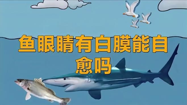 龍魚眼睛白膜能自愈嗎？ 龍魚眼睛白膜能自愈嗎？ 龍魚百科 第3張