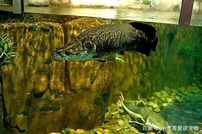 龍魚多大吃小魚（龍魚在成長過程中會捕食小魚來補充營養(yǎng)，特別是在幼年階段）