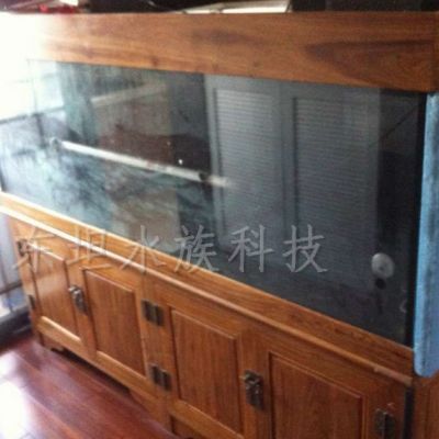 龍魚(yú)怎么保護(hù)小魚(yú)：龍魚(yú)保護(hù)小魚(yú)的具體方式