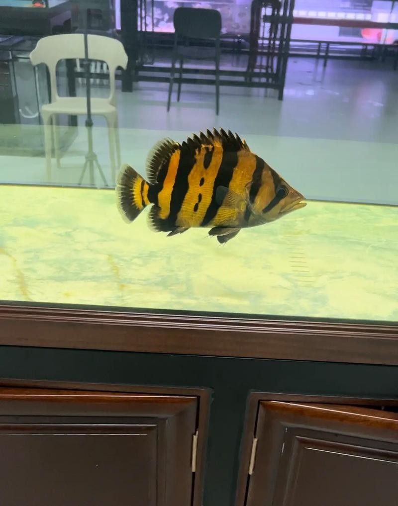 龍魚混養魚推薦圖片大全集 龍魚混養魚推薦圖片大全集 龍魚百科 第8張