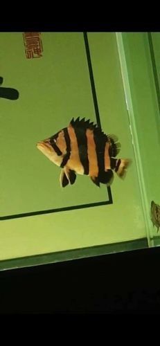 龍魚混養魚推薦圖片大全集 龍魚混養魚推薦圖片大全集 龍魚百科 第10張