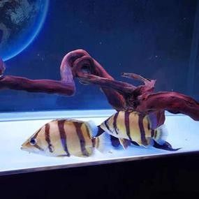龍魚混養魚推薦圖片大全集 龍魚混養魚推薦圖片大全集 龍魚百科 第21張