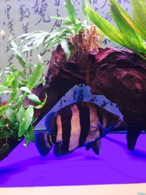 龍魚混養魚推薦圖片大全集 龍魚混養魚推薦圖片大全集 龍魚百科 第17張