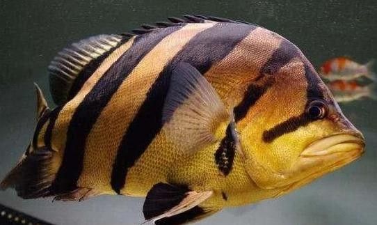 龍魚混養魚推薦圖片大全集 龍魚混養魚推薦圖片大全集 龍魚百科 第22張