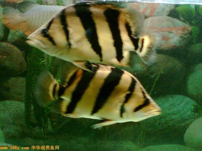 龍魚混養魚推薦圖片大全集 龍魚混養魚推薦圖片大全集 龍魚百科 第20張