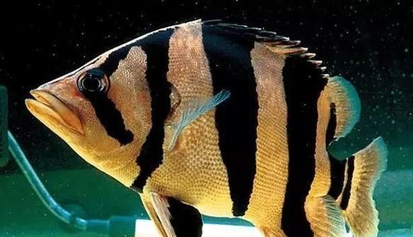 龍魚混養魚推薦圖片大全集 龍魚混養魚推薦圖片大全集 龍魚百科 第16張