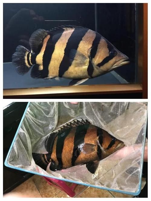 龍魚混養魚推薦圖片大全集 龍魚混養魚推薦圖片大全集 龍魚百科 第19張