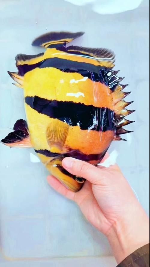 龍魚混養魚推薦圖片大全集 龍魚混養魚推薦圖片大全集 龍魚百科 第13張