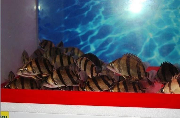 龍魚混養魚推薦圖片大全集 龍魚混養魚推薦圖片大全集 龍魚百科 第18張