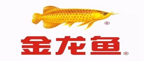 金龍魚吃人工飼料嗎：金龍魚可以吃人工飼料嗎金龍魚可以吃人工飼料嗎