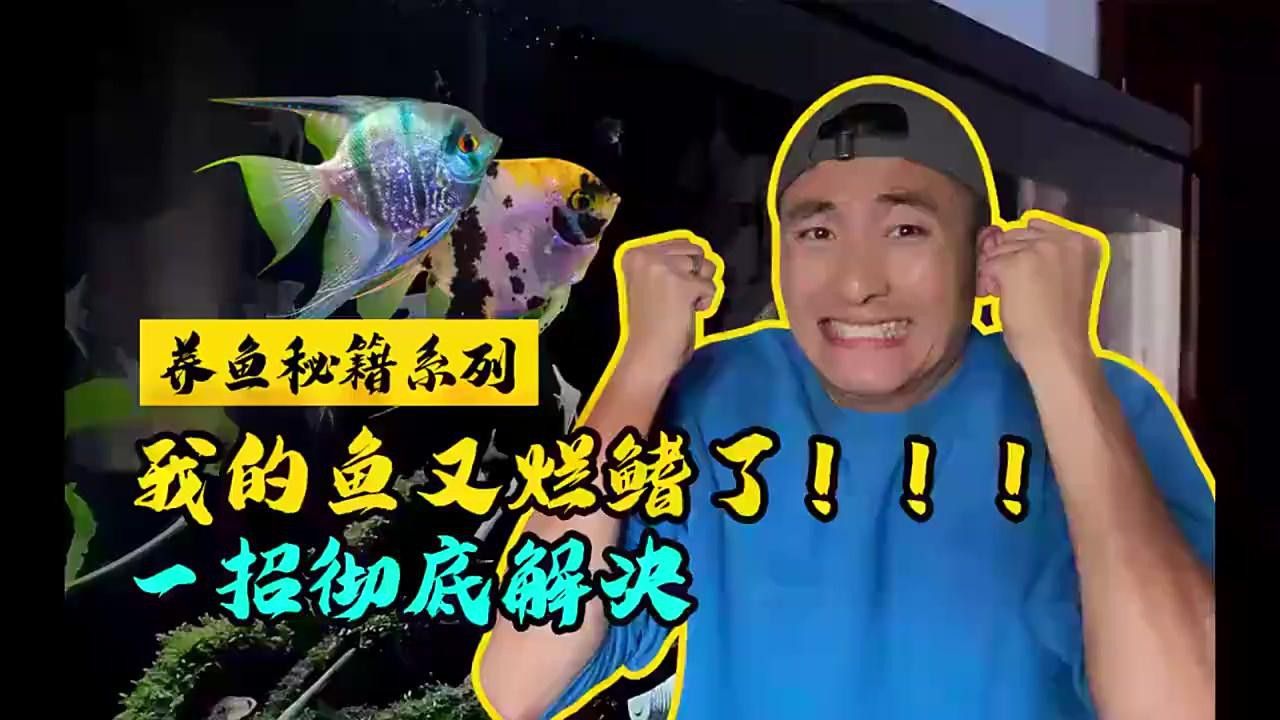 過背金龍魚鰭部受損如何處理？ 過背金龍魚鰭部受損如何處理？ 龍魚百科 第9張