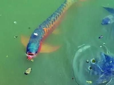 龍魚只在水面上游：為什么龍魚只在水面上游？