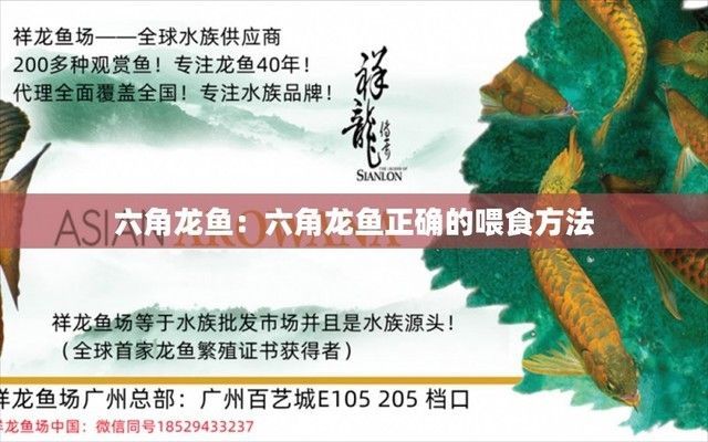 六角龍魚(yú)正確的喂食方法可以撒食嗎（六角龍魚(yú)的喂食方法）