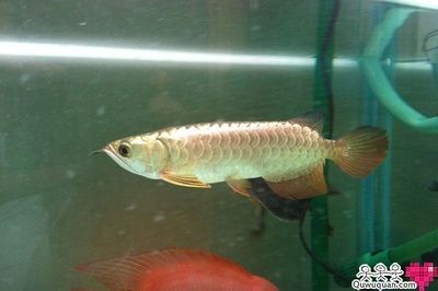 金龍魚b過和過背的區別：b過金龍魚和過背金龍魚的區別