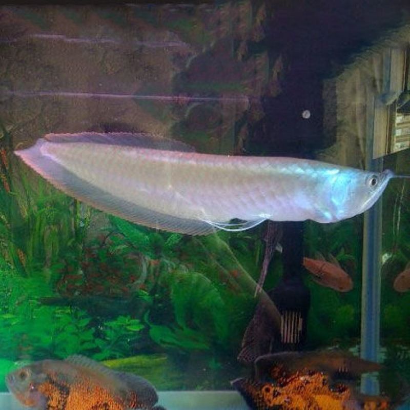 紅龍魚跟銀龍混養(yǎng)怎么樣好養(yǎng)嗎（銀龍魚和紅龍魚混養(yǎng)可行嗎？）