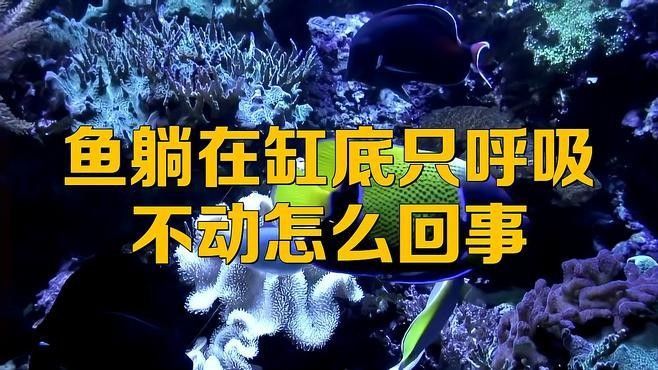龍魚臥缸怎么回事