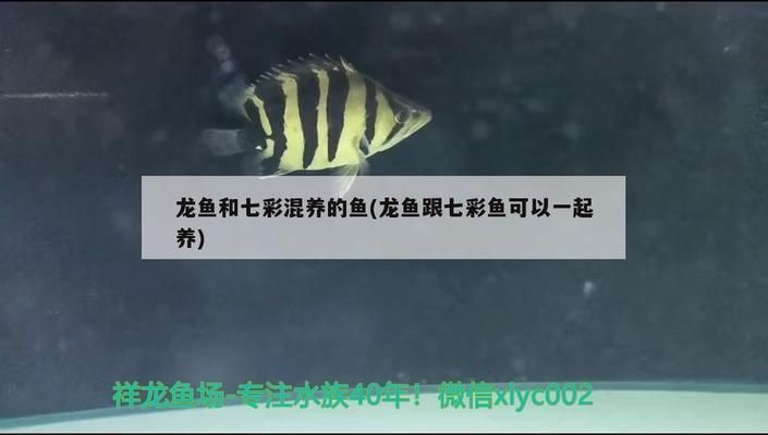 龍魚可以和七彩混養嗎：龍魚和七彩魚在理論上可以混養嗎？ 龍魚可以和七彩混養嗎：龍魚和七彩魚在理論上可以混養嗎？ 龍魚百科 第3張