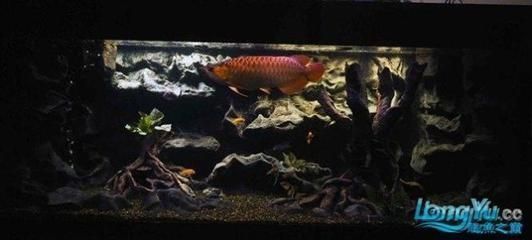 龍魚可以造景嗎：龍魚缸造景的創意靈感來源如何選擇適合龍魚的水草