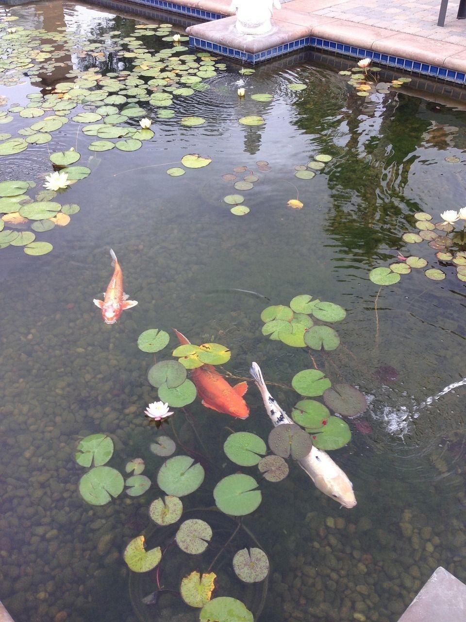 溫州魚缸批發市場在哪里啊電話地址是多少（請問浙江臺州路橋小商品市場賣的裝飾品都是）
