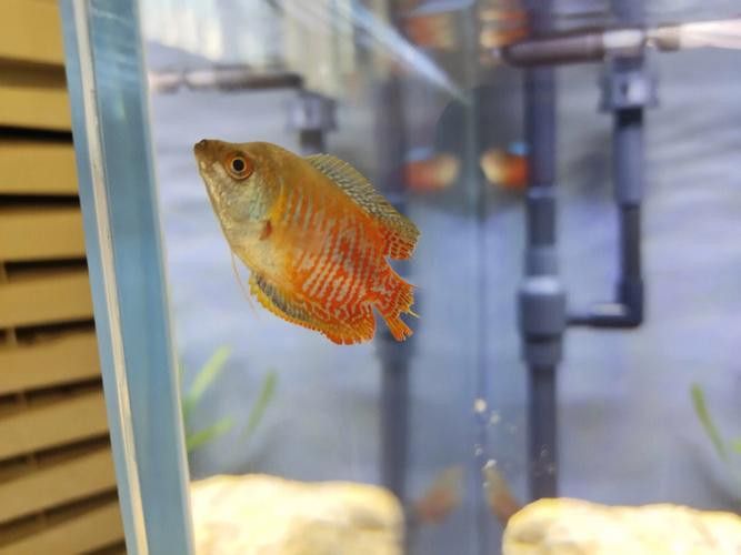 紅寶石魚和龍魚混養(yǎng)好嗎圖片